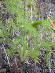 Fenouil sauvage - Foeniculum vulgare