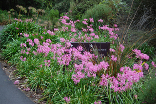 Nerines