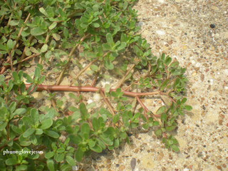 Pourpier - Portulaca oleracea