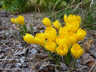 Bulbes En Fleurs à Lautomne