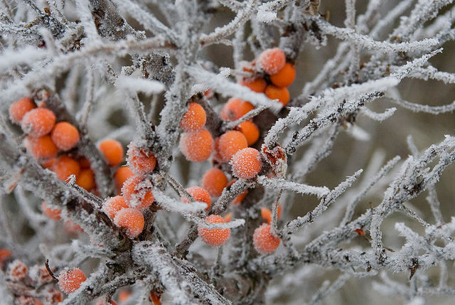 Hippophae rhamnoides (argousier) en hiver