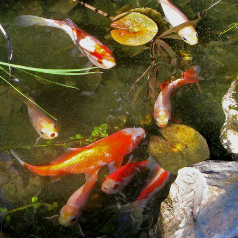 bassin poisson rouge japonais
