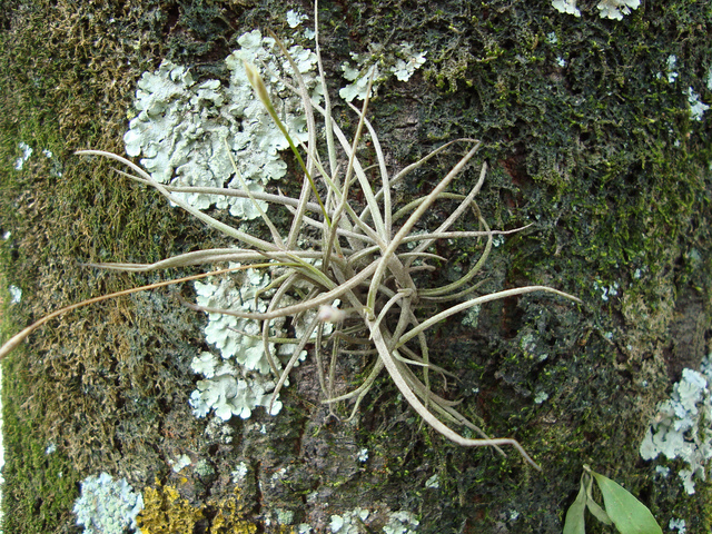tillandsia​-mousse-li​chen-epiph​ytes