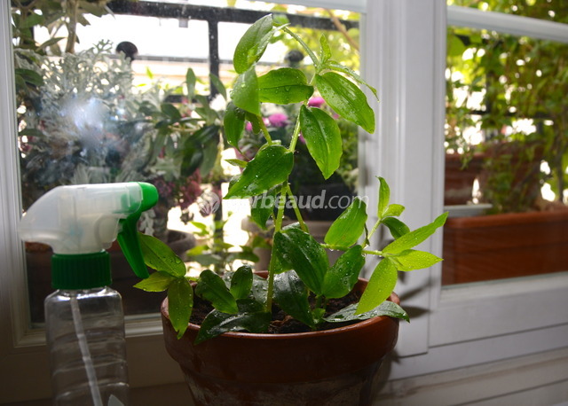 Plantes Vaporisateur D'Arrosage, 300Ml Pot D'Arrosage De Fleur De Plante Atomiseur De Plante De Pulverisation Darrosoir Pot Avec La Pompe Pour Les Plantes Succulentes De Fleur 87461921