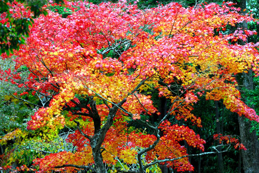 cliquez pour voir la suite Les rois de l'automne