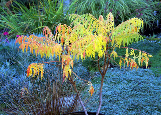 cliquez pour voir la suite L'élégant Rhus 'Tiger Eyes' se colore d'abord timidement ...