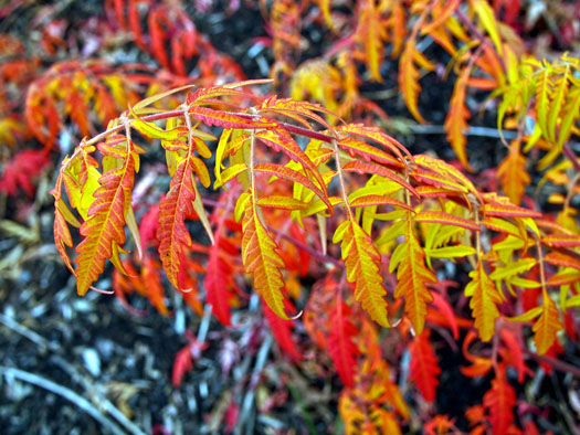 ...et finit par devenir flamboyant !