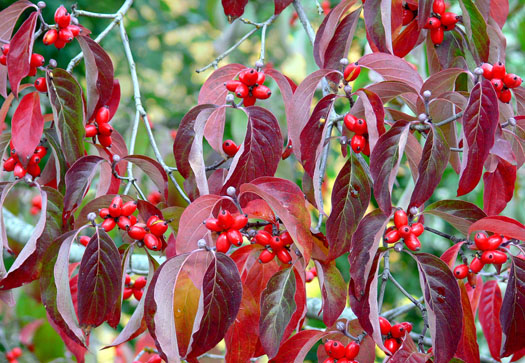 cliquez pour voir la suite Des feuilles et des fruits