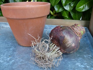 Bulbe d'amaryllis à planter