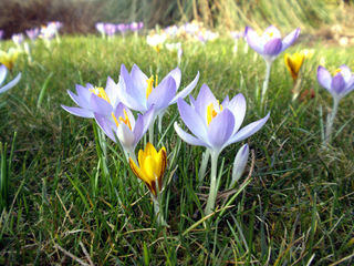 arbustes à fleurs printanières arbustes à fleurs printanières