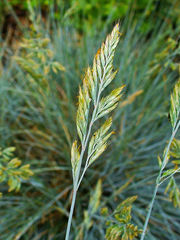 Festuca glauca