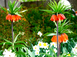 Fritillaires impériales