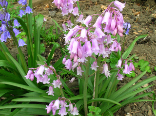 Hyacinthoides hispanica rose
