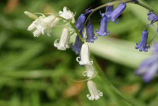 Hyacinthoides non,scripta bleue et blanche