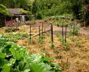 paille potager