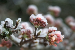 Viburnum x bodnantense 'Dawn'