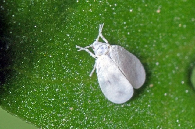 Se débarasser de la mouche du terreau - Le Truc : Maladies, parasites et  nuisibles 