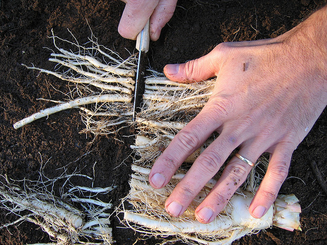 Raccourcissage des racines d'endive