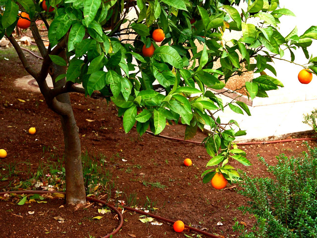 Oranger en pleine terre