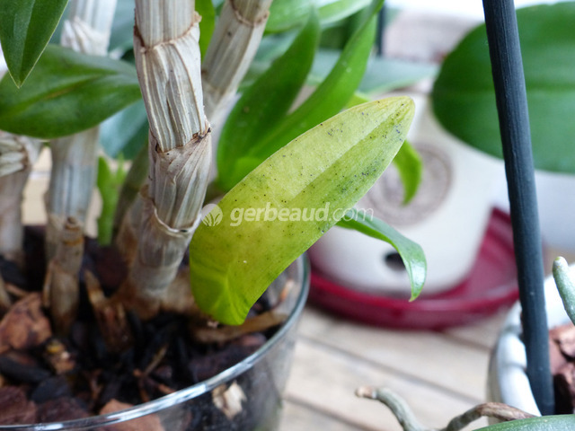 Je rempote les keikis de mon orchidée - Gamm vert