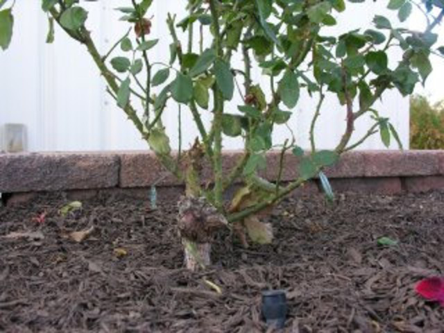 Rosier hybride de thé avec point de greffe exposé au froid