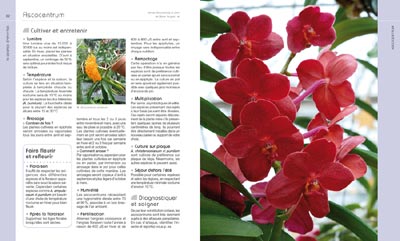 Petit Larousse des Orchidées