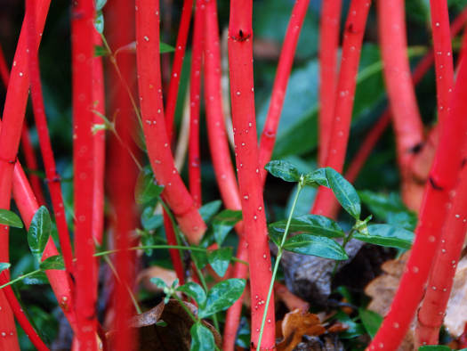 Flamboyants cornouillers