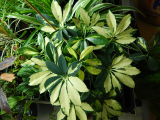 plante interieur schefflera