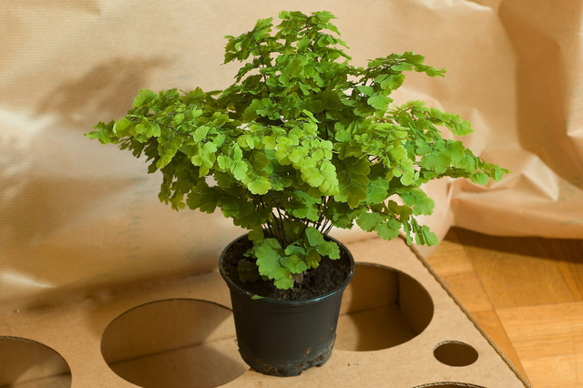 Adiantum raddianum
