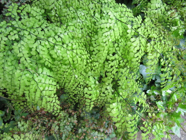 Adiantum venustum