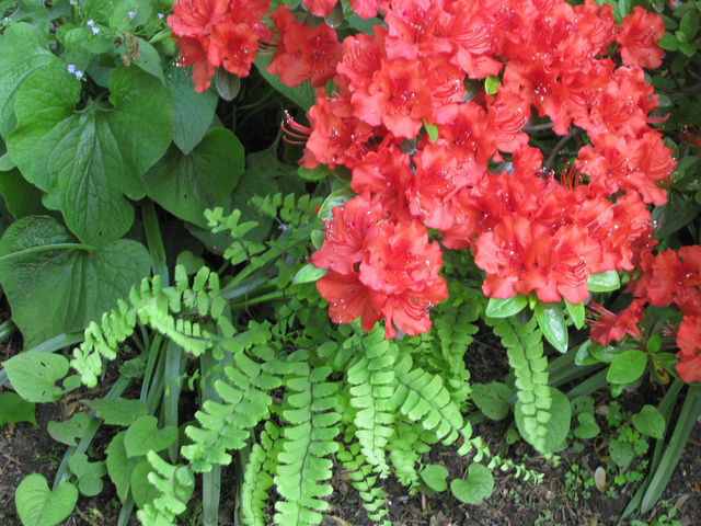 Capillaire et azalée