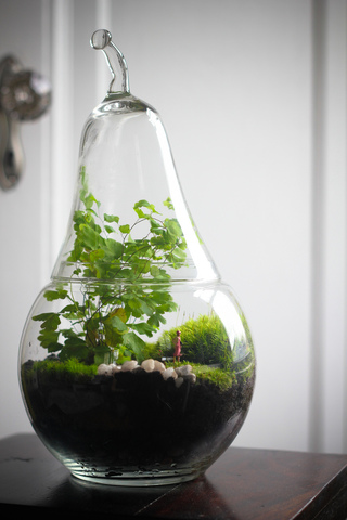 Capillaire en terrarium