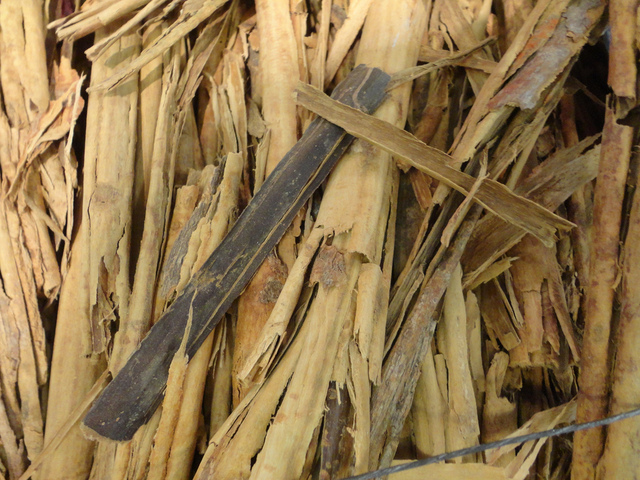 Cannelle de Ceylan - Ecorces en cours de séchage