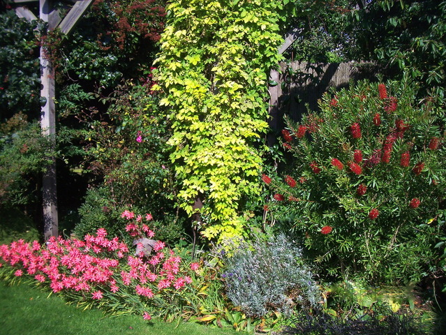 Le houblon doré (Humulus lupulus 'Aureus') illumine la scène