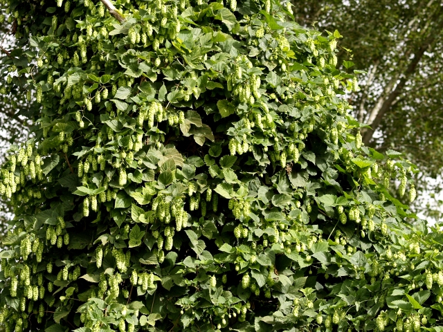 Houblon commun à l'assaut d'un arbre