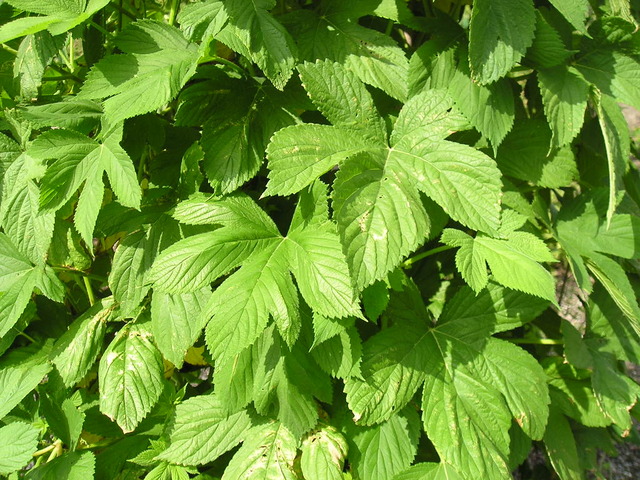 Humulus japonicus