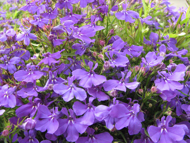 Lobelia