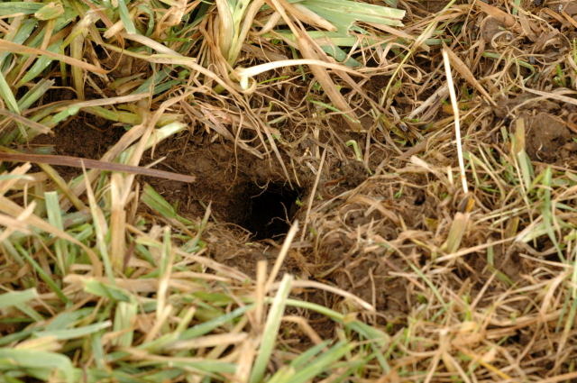 Entrée de galerie de campagnol des champs