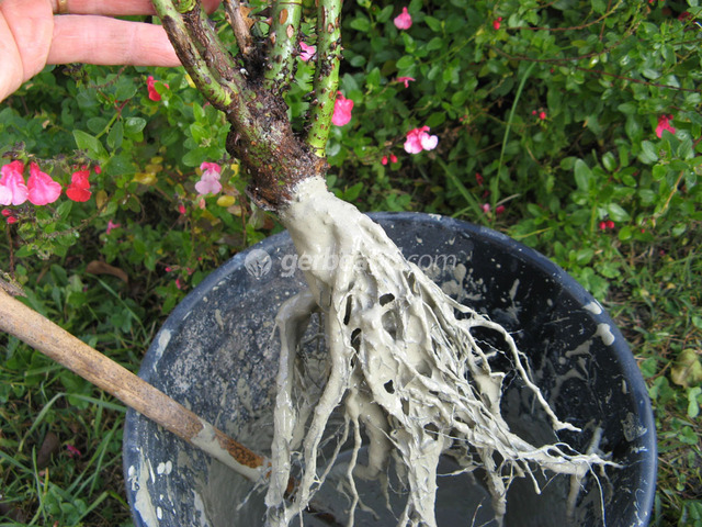 Planter des végétaux en racines nues