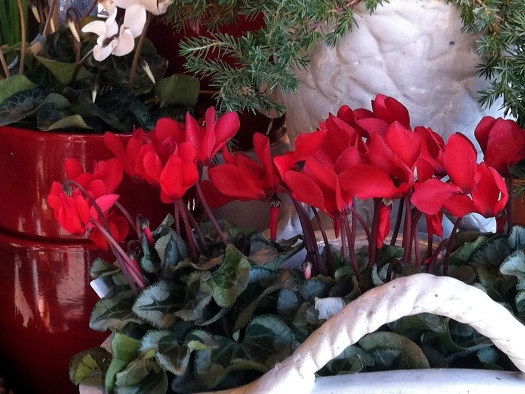 cliquez pour voir la suite Le cyclamen