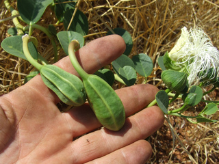 Capparis spinosa