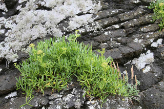 Crithmum maritimum - Criste marine