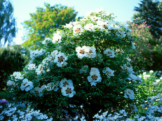 Pivoine arbustive