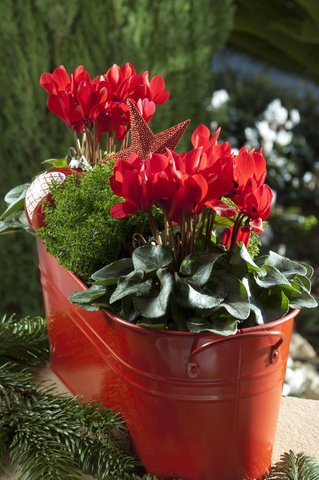 Jardinière cyclamen rouge hebe