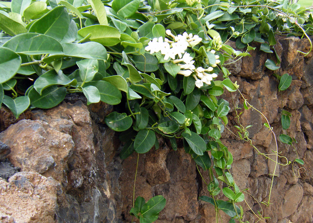 Jasmin de Madagascar dans son milieu naturel