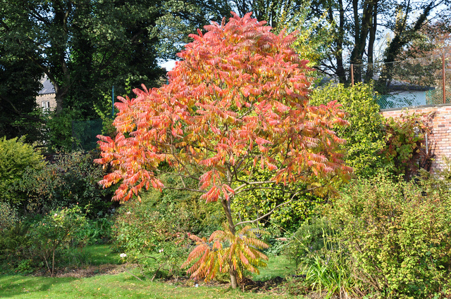  Sumac  de  Virginie  Culture Taille Vari t s