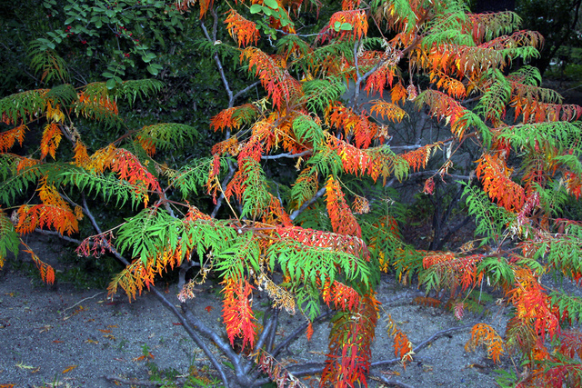 Rhus typhina 'lacianiata'