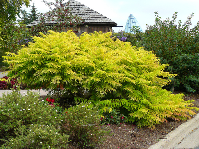 Rhus typhina 'Tiger Eyes'