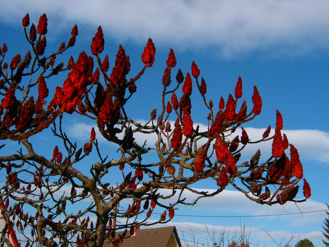 Rhus typhina - Fruits en hiver
