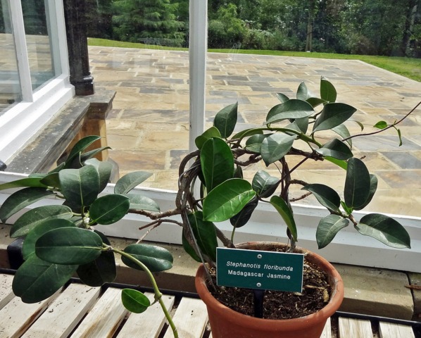 Stephanotis floribunda - Jasmin de Madagascar